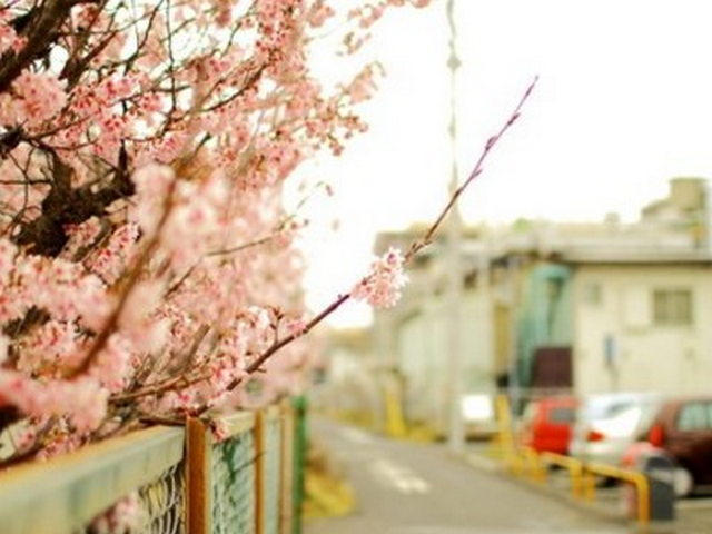 迎宾石(夫妻石) 迎宾石(夫妻石)