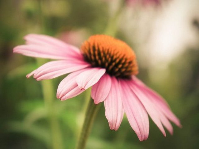 璋嘉陈氏宗祠 璋嘉陈氏宗祠