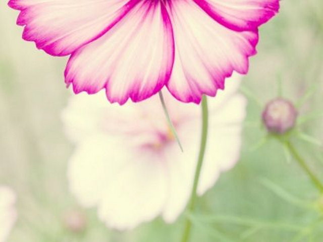 杨土司革命纪念馆 杨土司革命纪念馆