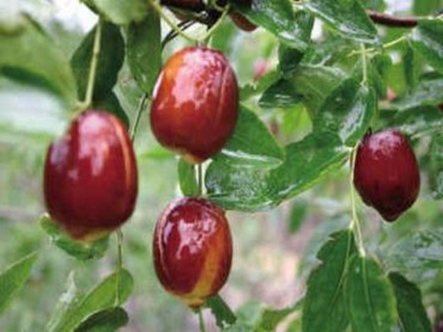 华夏珍奇艺术城 华夏珍奇艺术城