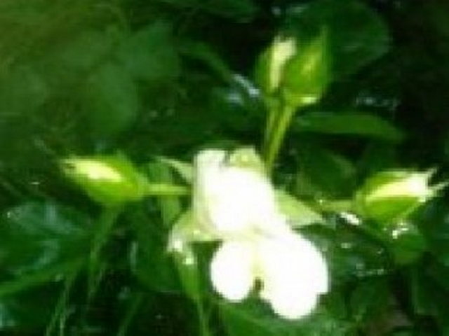 泽普金湖杨国家森林公园 泽普金湖杨国家森林公园