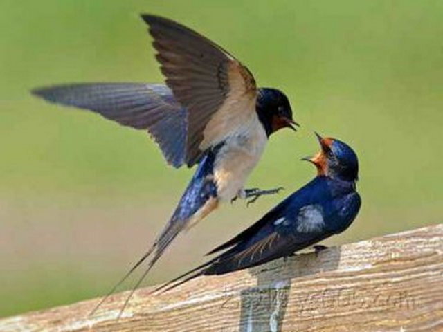 宁家庄遗址 宁家庄遗址