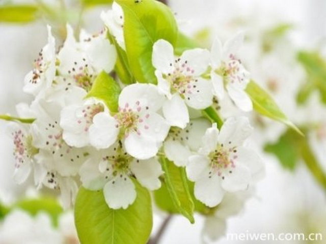 两当兵变旧址 两当兵变旧址