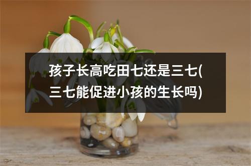 孩子长高吃田七还是三七(三七能促进小孩的生长吗)