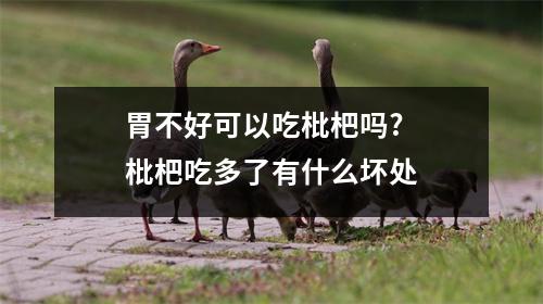 胃不好可以吃枇杷吗?枇杷吃多了有什么坏处