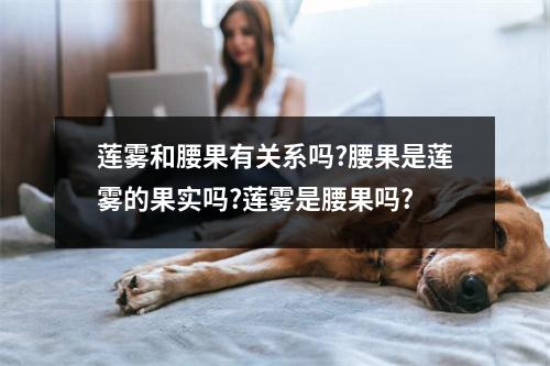 莲雾和腰果有关系吗?腰果是莲雾的果实吗?莲雾是腰果吗?