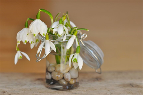 仙人球黑牡丹怎么养？夏天养花养棵瑞云牡丹