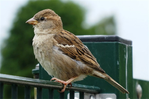 人生之路巧珍之前演什么电视剧（因饰演人生中巧珍成影后）(歌曲人生之路)