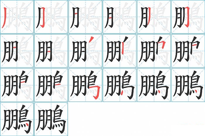 鵬的笔顺分步演示图