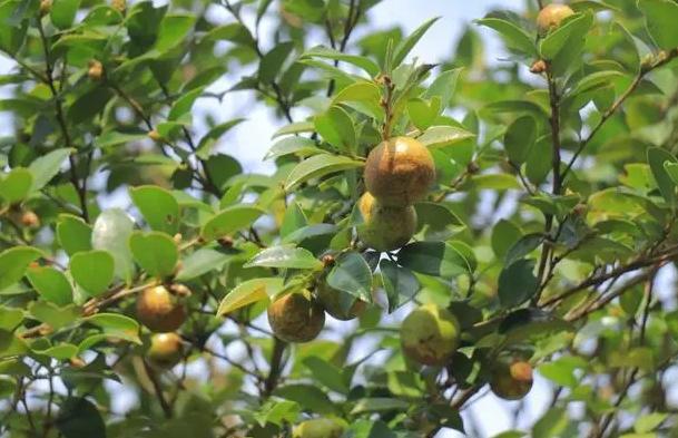 三百六十行行行出状元的由来都说三百六十行