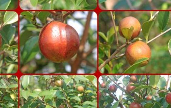 麻辣猪肝做法和配方麻辣猪肝你吃过吗 麻辣猪肝做法和配方麻辣猪肝你吃过吗