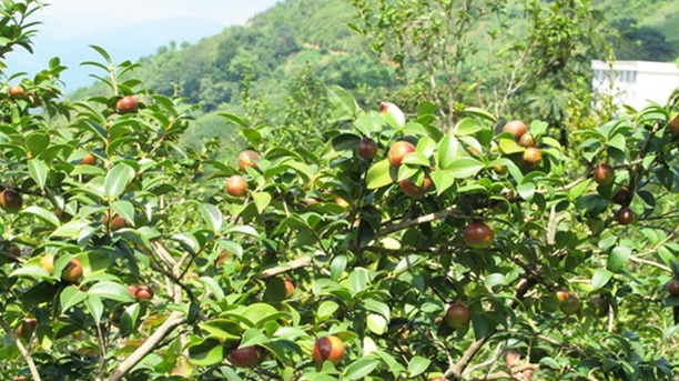 lunar怎么快速记忆LUNAR和农历的真正区别 lunar怎么快速记忆LUNAR和农历的真正区别