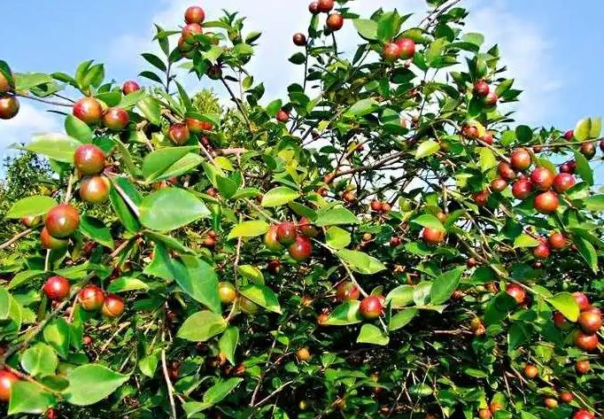 椒盐什么菜好吃(这8道椒盐菜)/椒盐什么菜好吃又营养 椒盐什么菜好吃(这8道椒盐菜)/椒盐什么菜好吃又营养