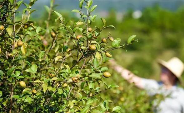 清真护国寺小吃驴打滚（隐藏在北京的清真小吃街）/护国寺小吃是清真食品吗