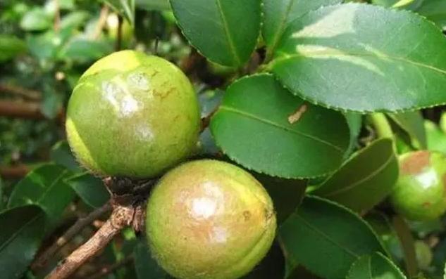 功夫熊猫和韩德君单挑功夫熊猫韩德君