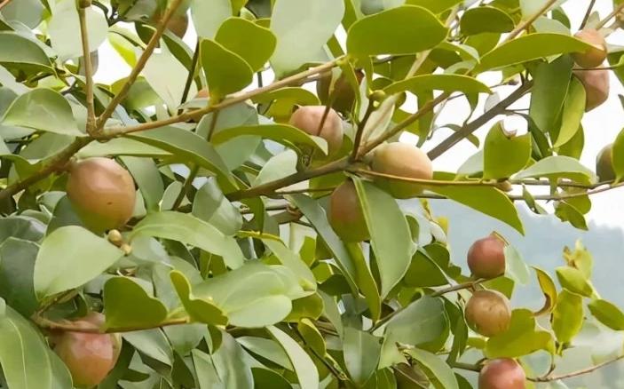 猪肝这么做不仅腥味全无还下饭做出的猪肝香辣入味