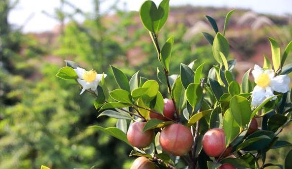 陕西油糕如何炸（热腾腾油糕摆上桌哎咳哎咳哟）/陕西油糕如何炸酥脆