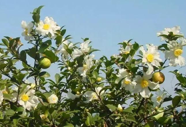 广东梅州蜜柚怎么吃（柚惑挡不住琯溪蜜柚的美味密码）/梅州蜜柚产地详细地址中介